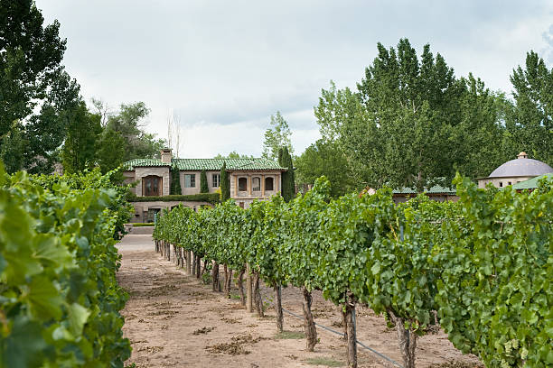 grapewines in casa rodena vineyard - house residential structure southwest usa albuquerque foto e immagini stock