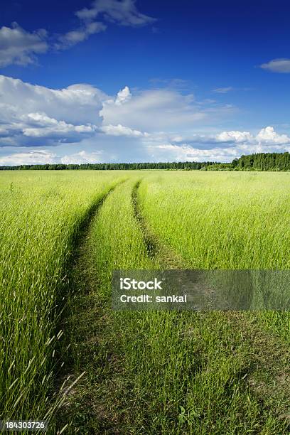 Straße Durch Das Feld Stockfoto und mehr Bilder von Baum - Baum, Blau, Feld