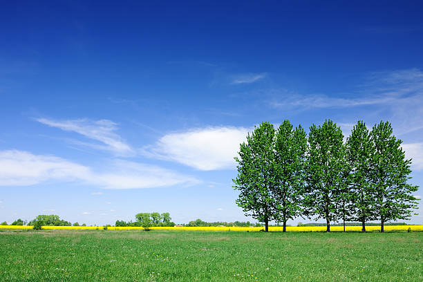 green grass with trees under a bright blue sky with large clouds panorama