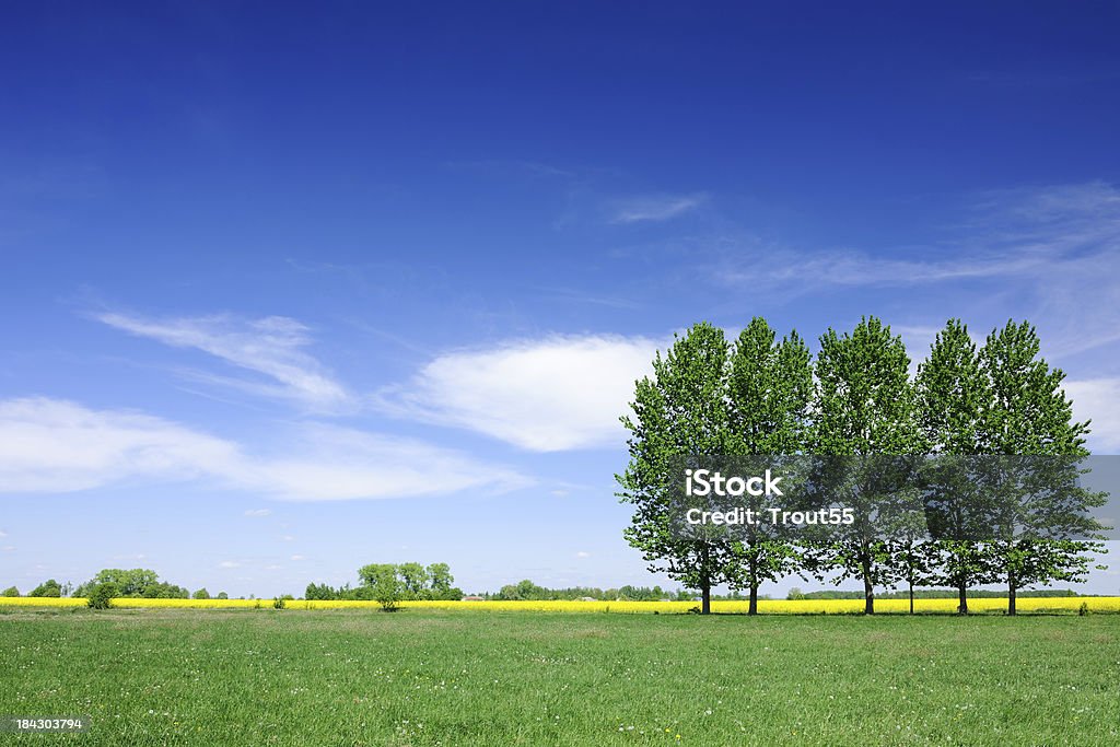 Spring landscape - Trees on green field the blue sky Agricultural Field Stock Photo