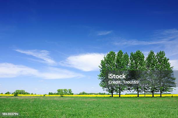 Spring Landscape Trees On Green Field The Blue Sky Stock Photo - Download Image Now