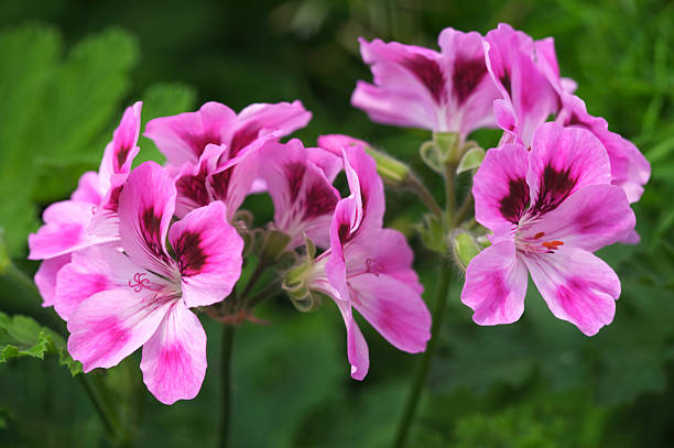 rosa pelargonium flores - geranium flower pink leaf fotografías e imágenes de stock