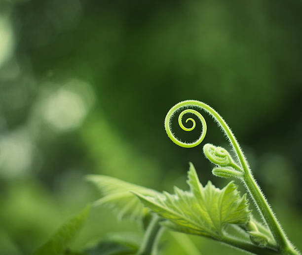 plant spiral  plantlet stock pictures, royalty-free photos & images