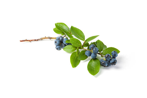 istock Ripe blueberries, on the vine 184303976