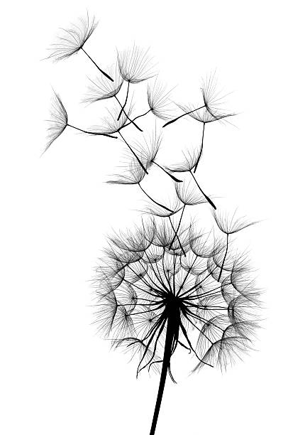 dente-de-leão - dandelion single flower flower seed imagens e fotografias de stock