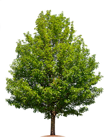 A tree isolated on a white background.