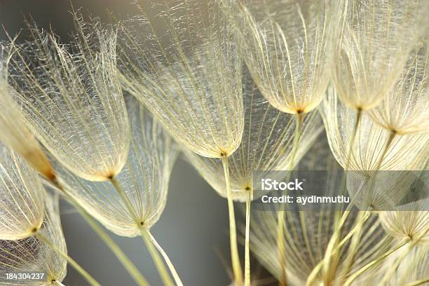 Semilla De Diente De León Foto de stock y más banco de imágenes de Polen - Polen, Abstracto, Aire libre