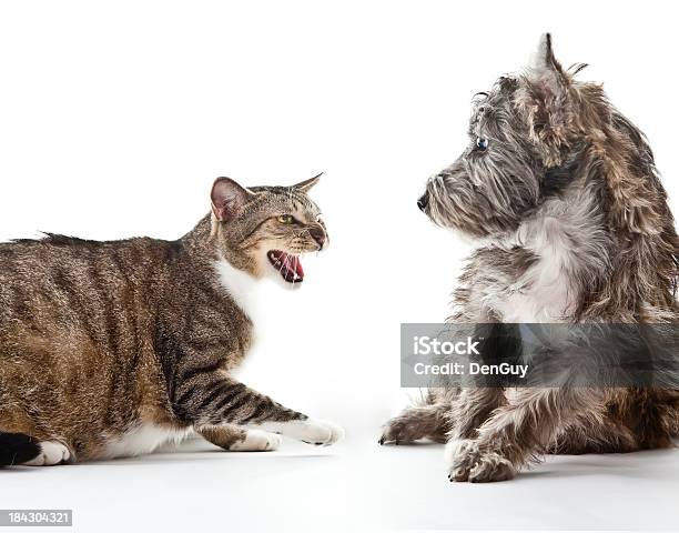 Foto de Angry Cat Receios Pequeno Cão De Raça Mista e mais fotos de stock de Gato doméstico - Gato doméstico, Cão, Furioso