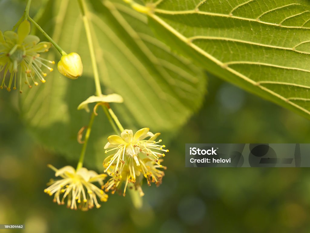 Linden blossom - Foto de stock de Amarelo royalty-free