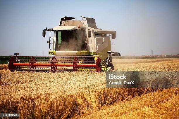 Wheat Harvest Stock Photo - Download Image Now - Agricultural Field, Agricultural Machinery, Agriculture