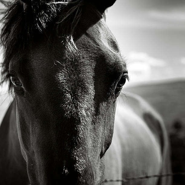 istock Black and White Horse Face 184304506