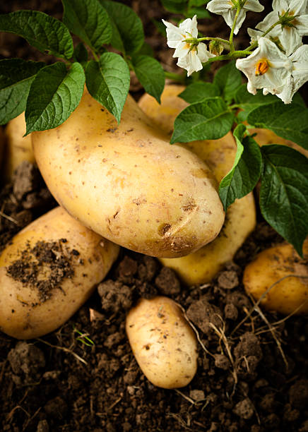 유기농 감자 - new potato raw potato freshness organic 뉴스 사진 이미지