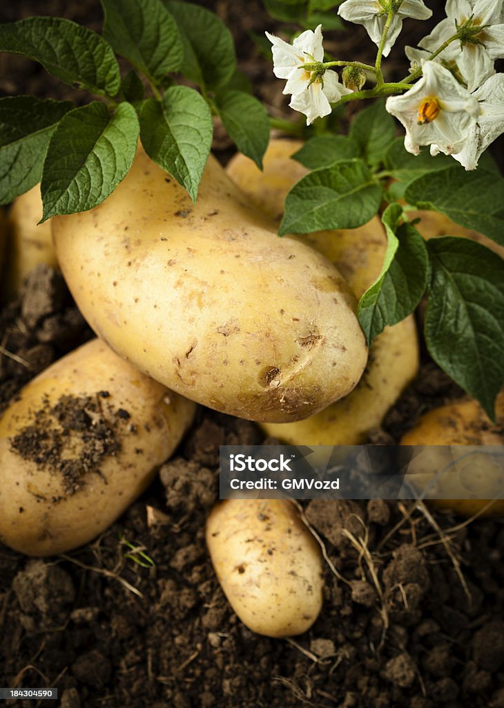 Organic de batatas - Foto de stock de Batata - Tubérculo royalty-free