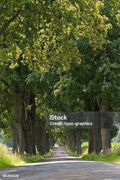 애브뉴 나무를 메클렌부르크 메클렌부르그 레이크 디스트릭트에 대한 스톡 사진 및 기타 이미지 - 메클렌부르그 레이크 디스트릭트, 0명, 거리