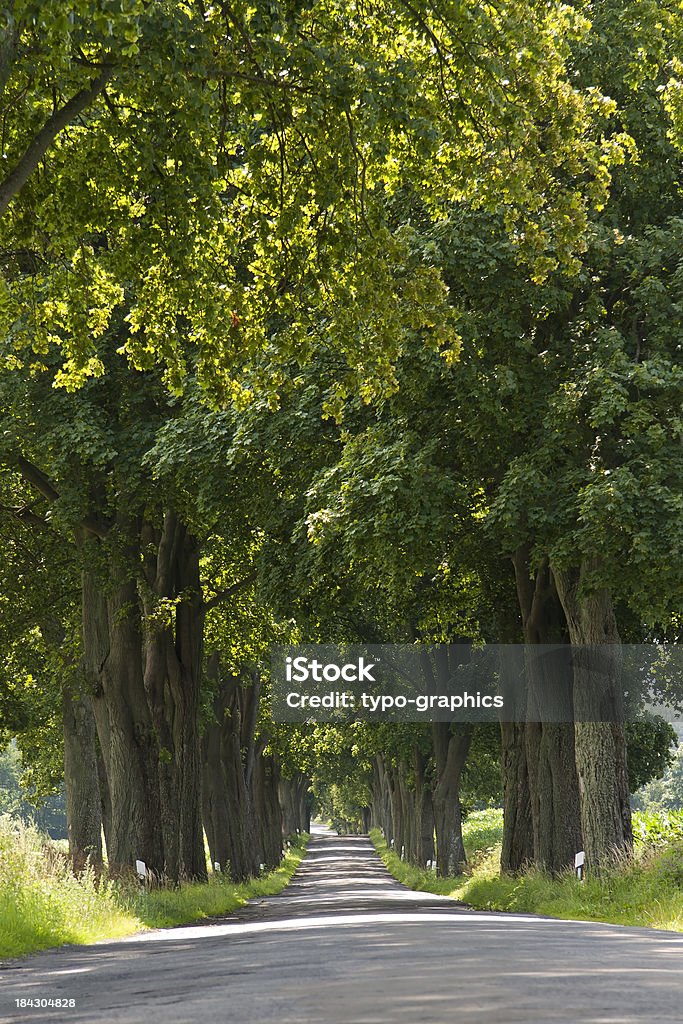 Aleja drzew w Meklemburgia - Zbiór zdjęć royalty-free (Pojezierze Meklemburskie - Dzielnica)