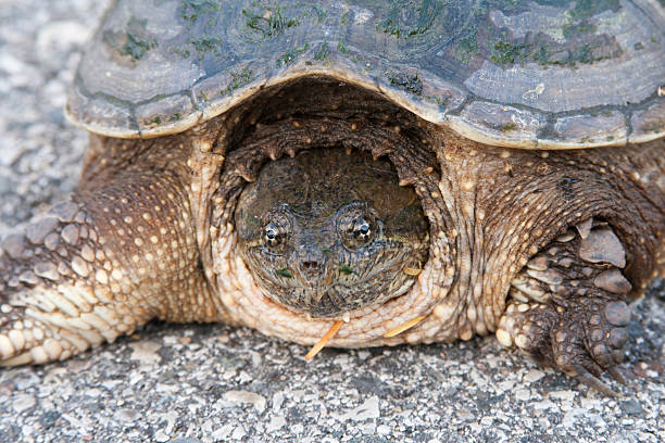 istock Turtle on the Street 184304905