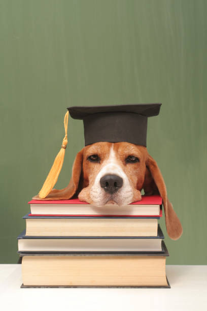 i did it! - dog graduation hat school stock-fotos und bilder