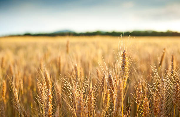 istock Field of crop 184305371