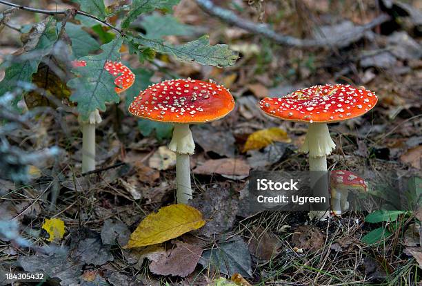 Gruppo Di Amanitas - Fotografie stock e altre immagini di Ago - Parte della pianta - Ago - Parte della pianta, Amanita Parcivolvata, Arancione