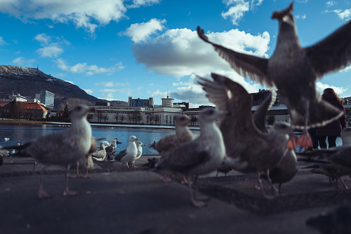 Birds by the fjord in Bergen
