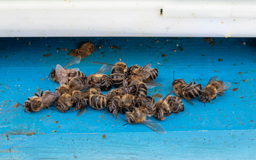 Dead bees after wintering. Entrance to the hive with dead bees. Insects close-up. Dying bees in winter