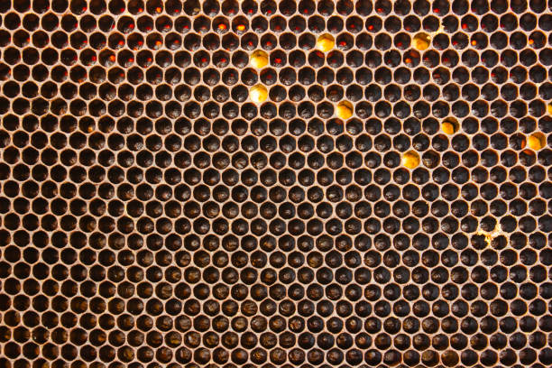 Black bee honeycombs close-up as a background