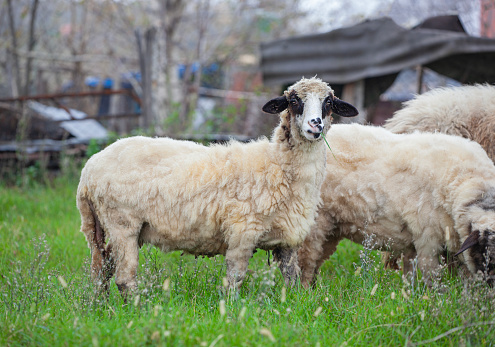 Pair of Cute Lambs looking at camera stood in field