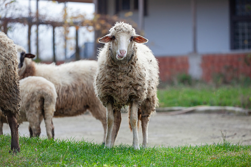 Sheep looking at camera