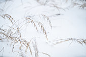 Snowcapped dry grass, close-up