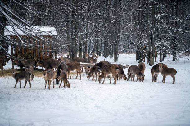 istock A herd of deer at a feeder in a snowy forest 1843070577