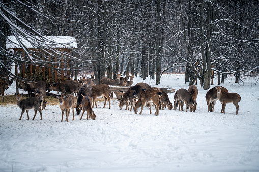 A herd of deer at a feeder in a snowy forest