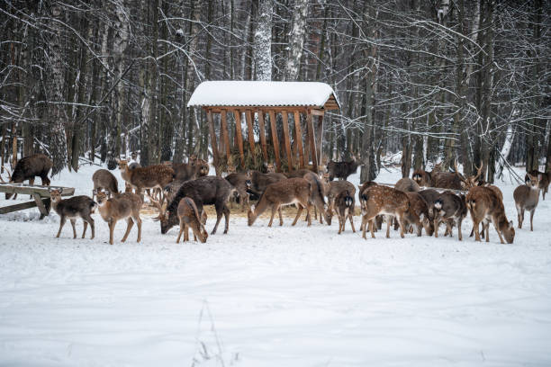 A herd of deer at a feeder in a snowy forest
