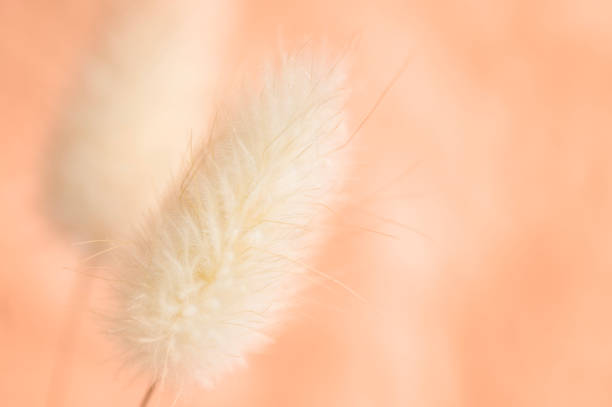 Botanical velvety gentle peach fuzz tone background with hare tail stock photo