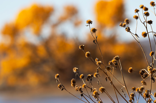 Dried flowers against golden bokeh of trees in New Mexico's Bosque del Apache National Wildlife Refuge in November
