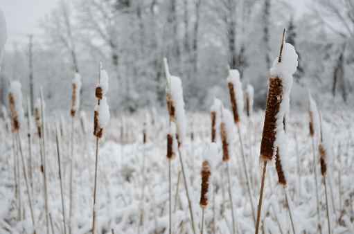 Close-up of Ice covered cattails and out of focus  trees in the background under a gray December sky