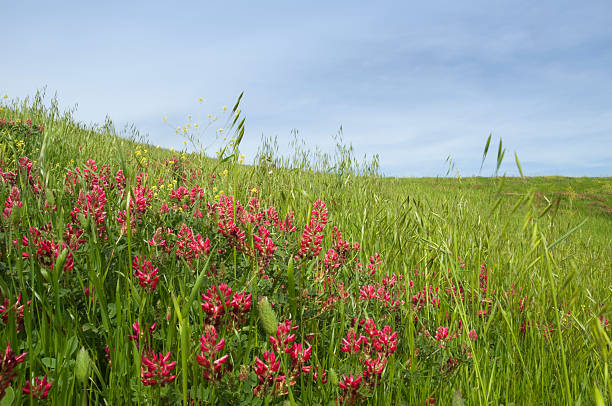 Tuscany fields stock photo