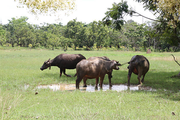 istock group of buffalo in nature 184310069
