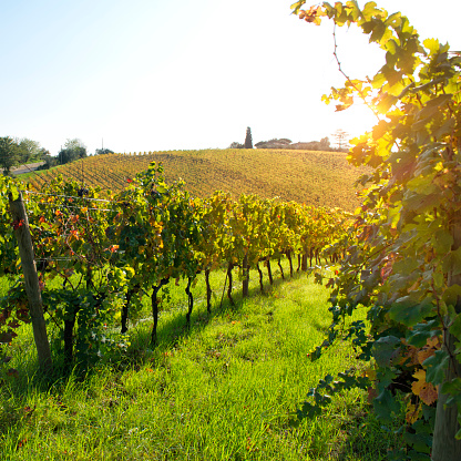 Vineyard in Autumn, Chianti region, Tuscany, Italy.