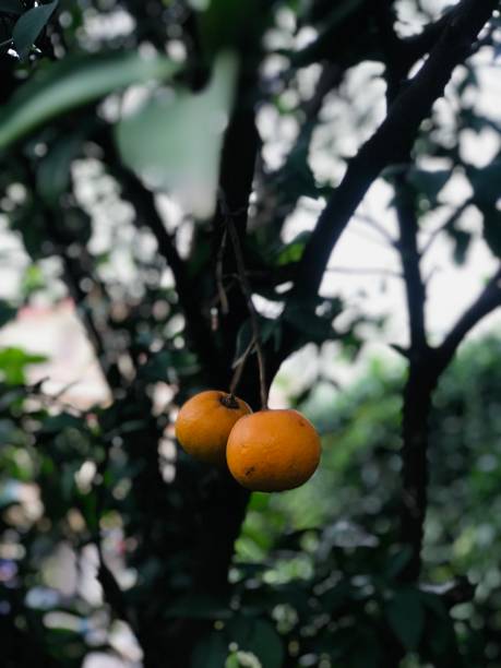Orange tree in the garden
