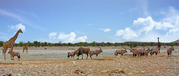 istock African safari animal landscape 1843110567