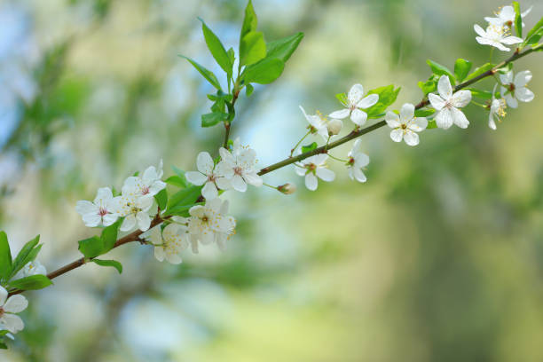 istock a blooming sakura branch in the spring garden 1843119782