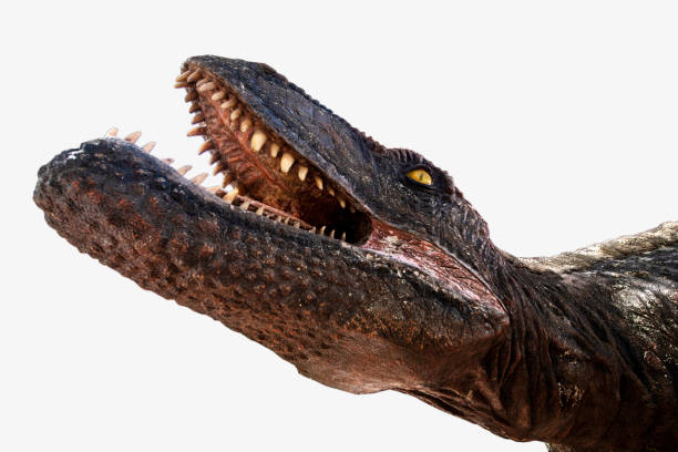 istock Mussaurus is a genus of herbivorous Sauropodomorph dinosaur that lived during the Late Triassic, Mussaurus isolated on white background with clipping path 1843123416