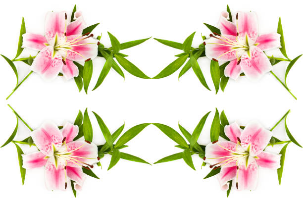 Pink lily flowers isolated on a white background. Free space for text. Collage.