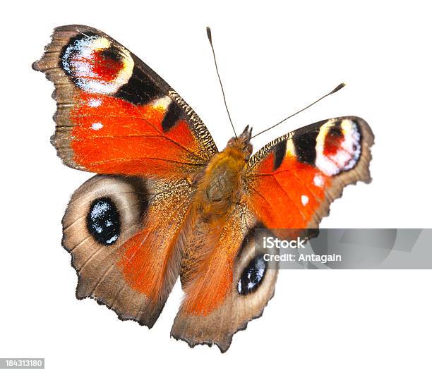 Mariposa Foto de stock y más banco de imágenes de Mariposa pavo real - Mariposa pavo real, Fondo blanco, Insecto