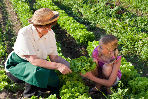 Grandma and granddaughter picking lettuce from the vegetable garden.