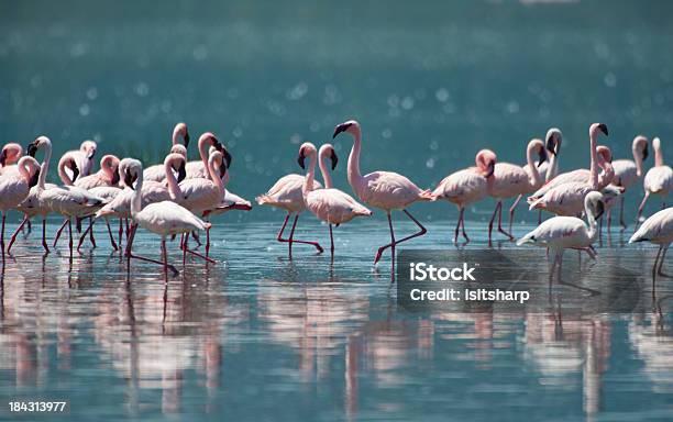Flamingoes Foto de stock y más banco de imágenes de A ver pájaros - A ver pájaros, Animal, Animales de Safari
