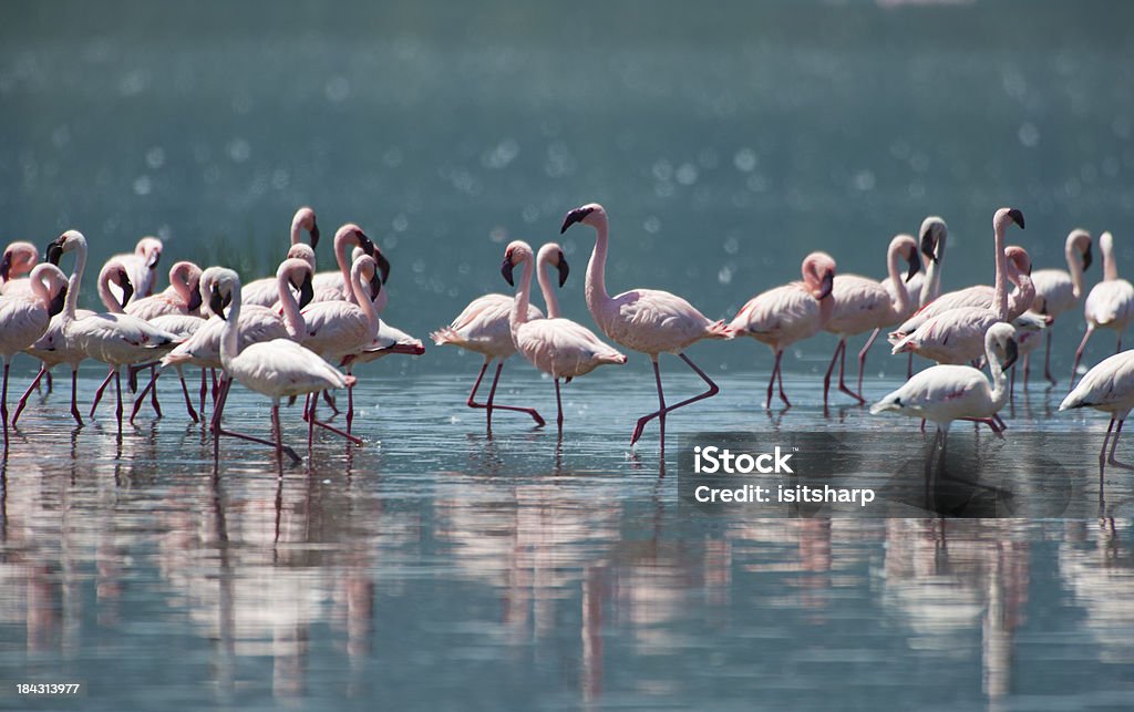 Flamingoes - 로열티 프리 나쿠루 호 국립 공원 스톡 사진
