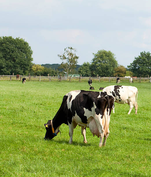 vache frisonne avec plumb mamelle sur prairie - mehrere tiere photos et images de collection