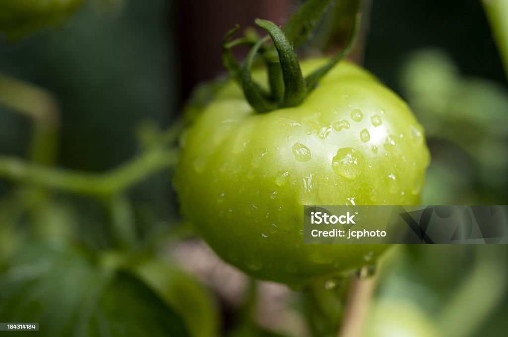 Tomate verte dans la vigne - Photo de Agriculture libre de droits