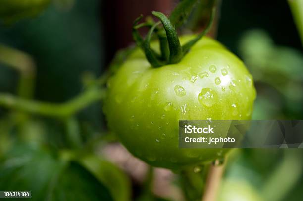Zielony Pomidor W Winorośli - zdjęcia stockowe i więcej obrazów Bez ludzi - Bez ludzi, Bliskie zbliżenie, Deszcz